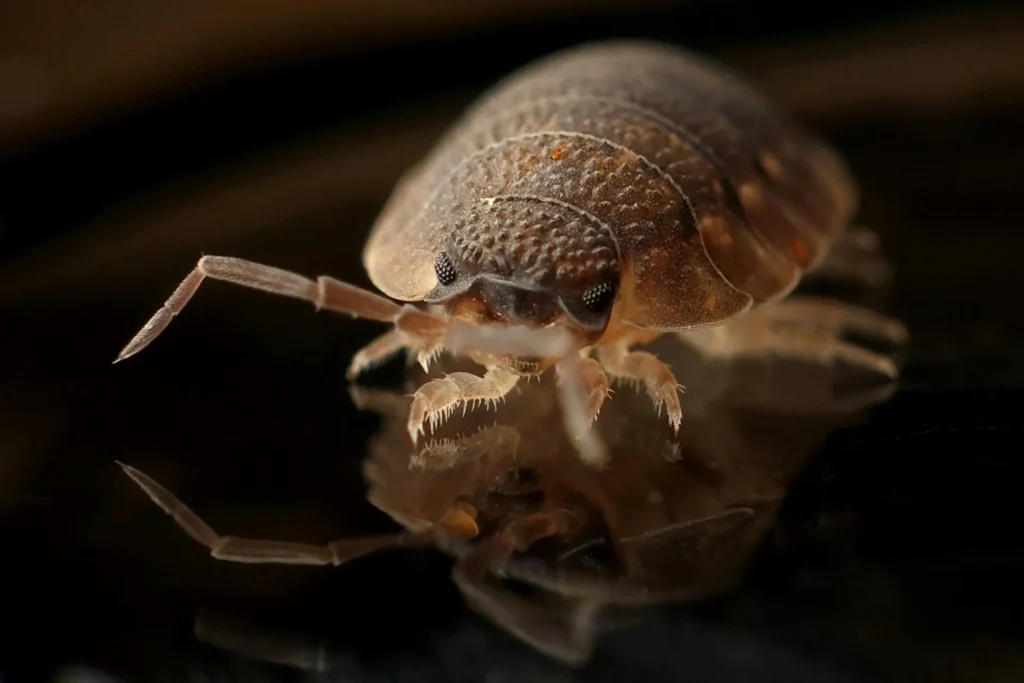 Bed-Bug-Treatment - Banning Best Pest Pros | Banning, CA | 626-667-2996