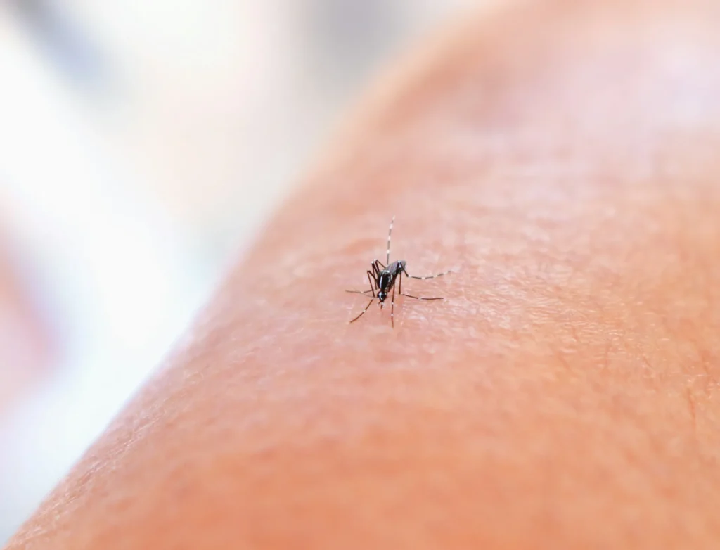 Mosquito Control - Banning Best Pest Pros | Banning, CA | 626-667-2996